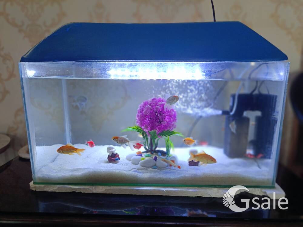 fish tank 