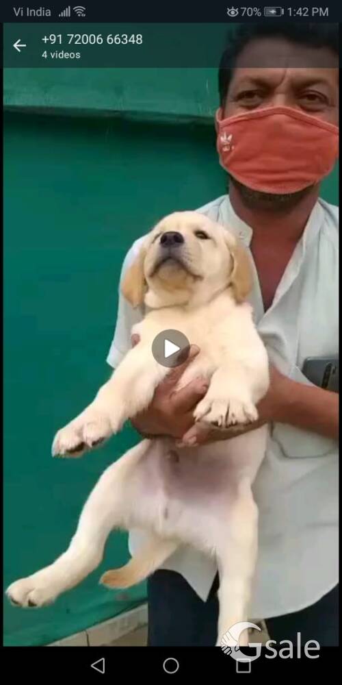 Labrador retriever 