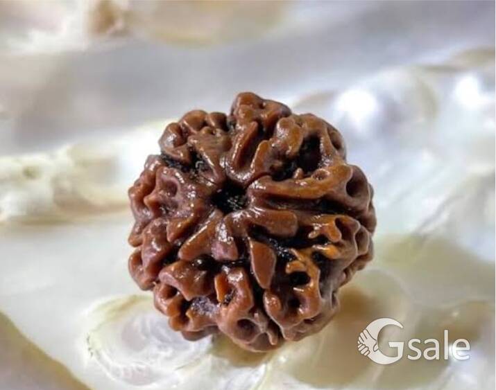 original 5 Mukhi rudraksha 