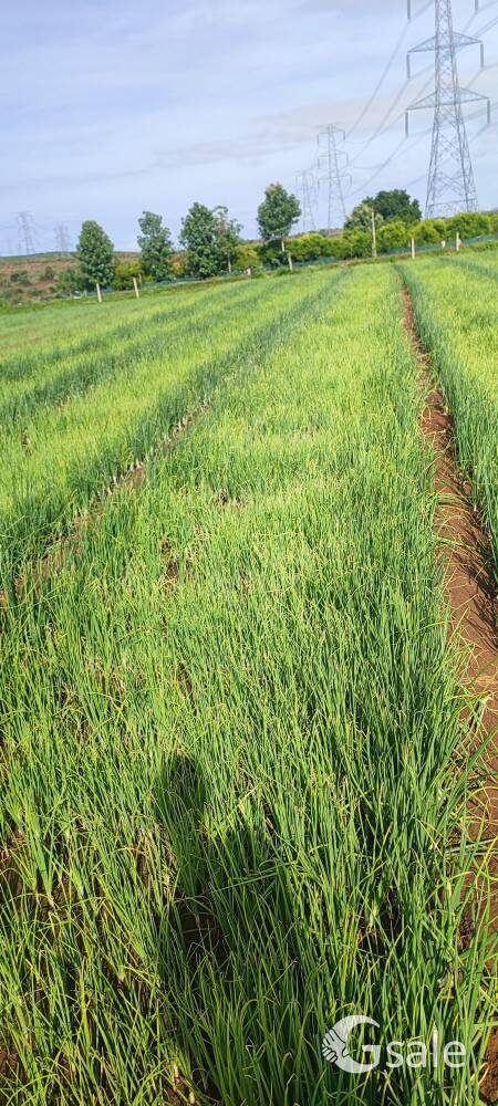 agriculture land 