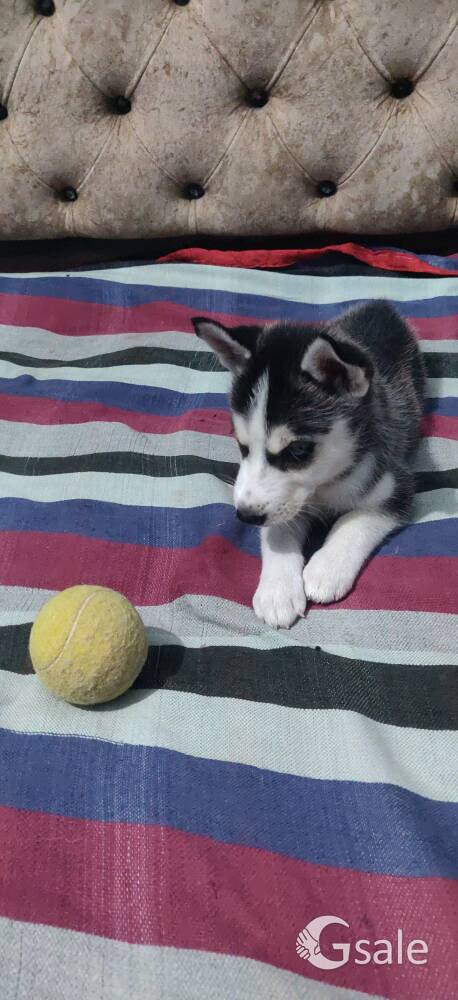husky puppy 