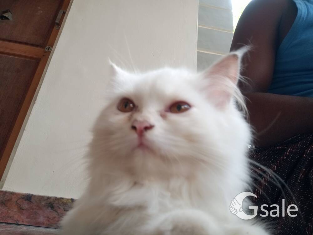 cat sale 7math old