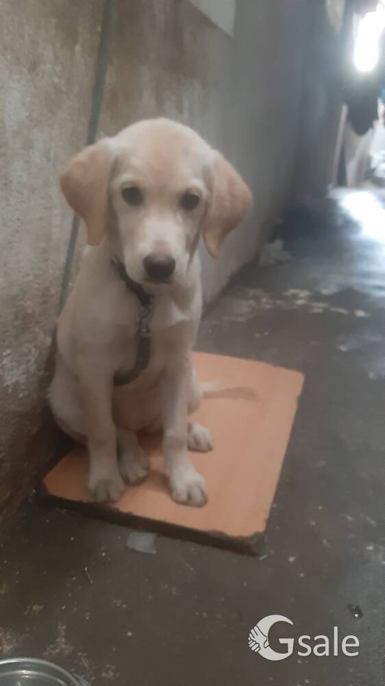 labrador dog 3 months