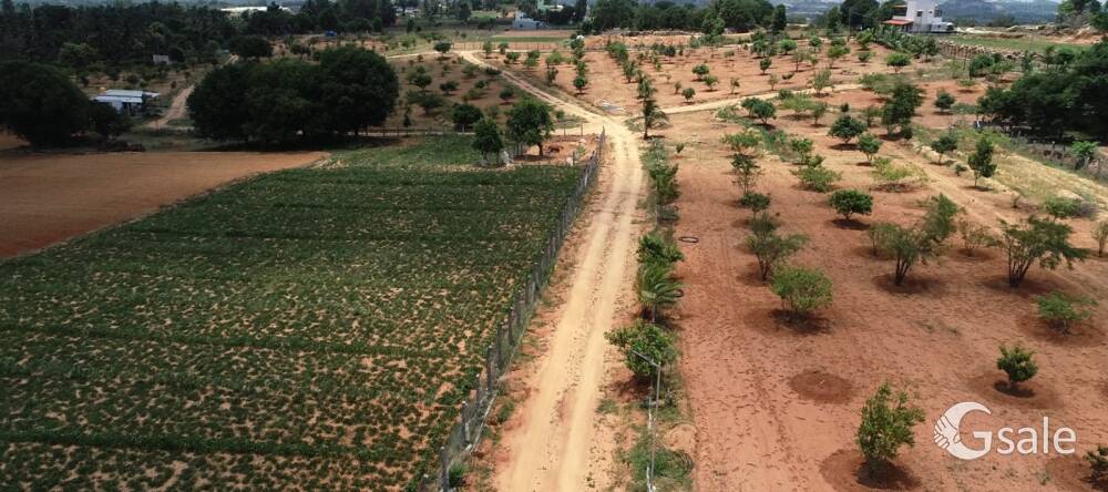 ANKURA managed farms 