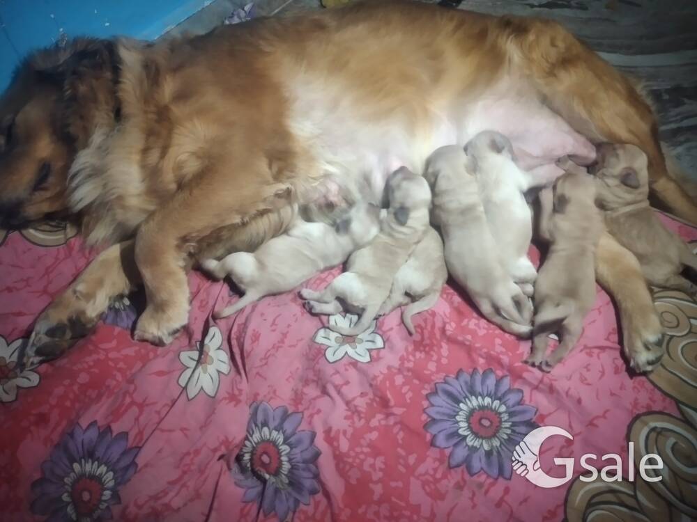 Golden retriever puppy's 