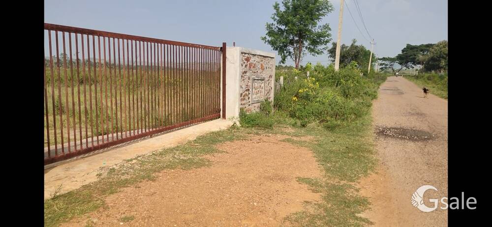 11.5 acre agriculture land for sale 1500+ Areca nut plants (2 yr old) & 400+ coconut plants 2 yr old