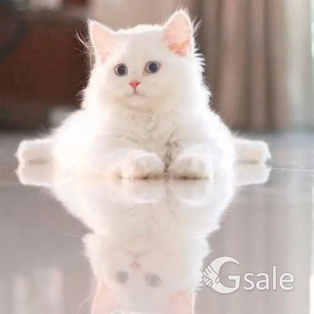Persian cat & Male