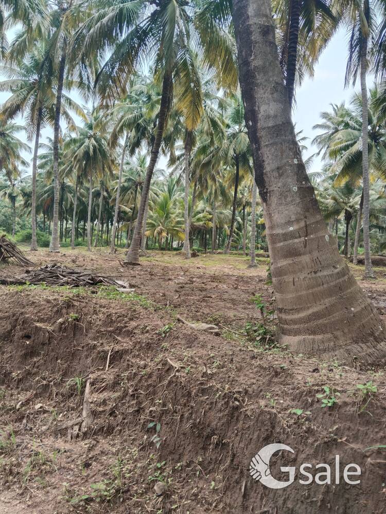 palakkad , coconut 🌴.Farm Land 4acer,280 coconut trees, kozhijapara town 2.5km, Pollachi 20km, 