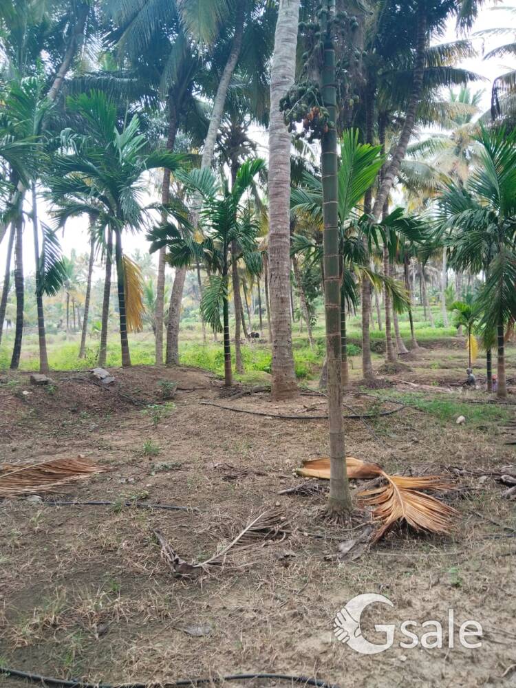 palakkad kozhijapara,1 coconut 🌴 adakamaram & mixed Farm land open well Borewell Free electricity 