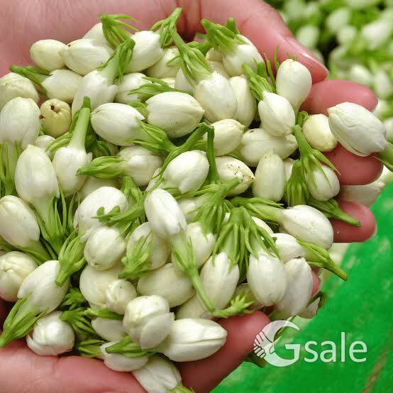 மல்லிகை செடி விற்பனை 