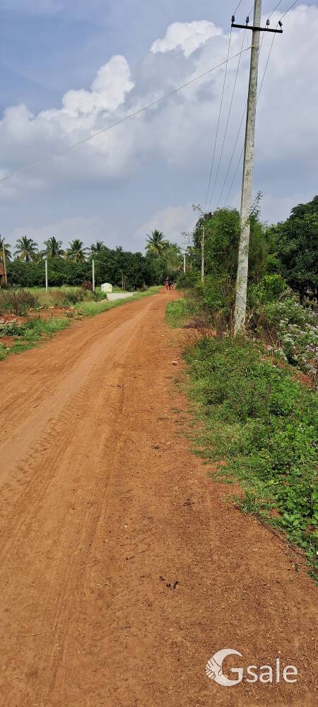 it is agriculture land 32 kuntas mango plants 