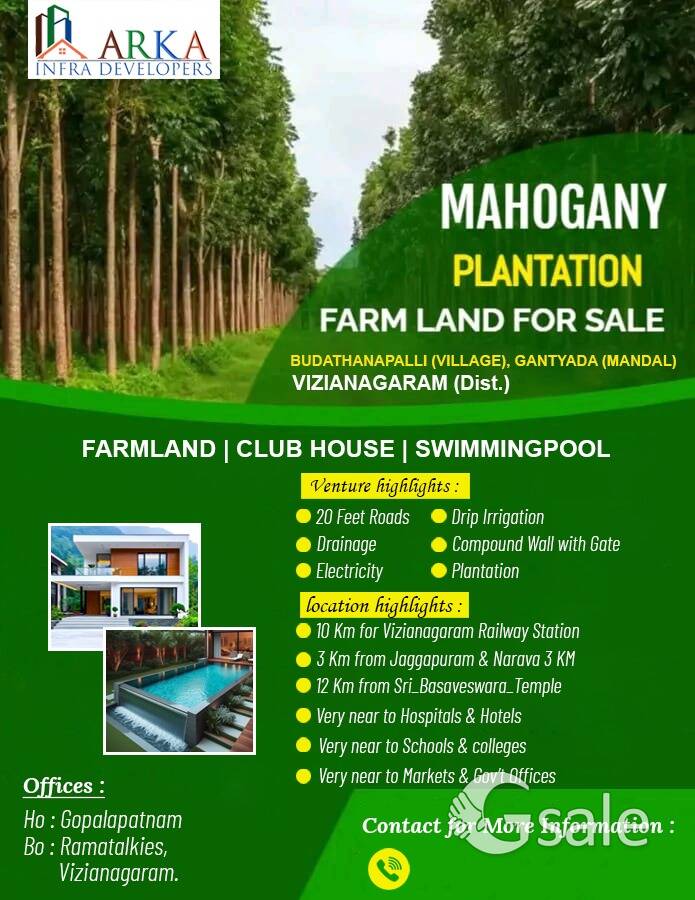 mahogani trees