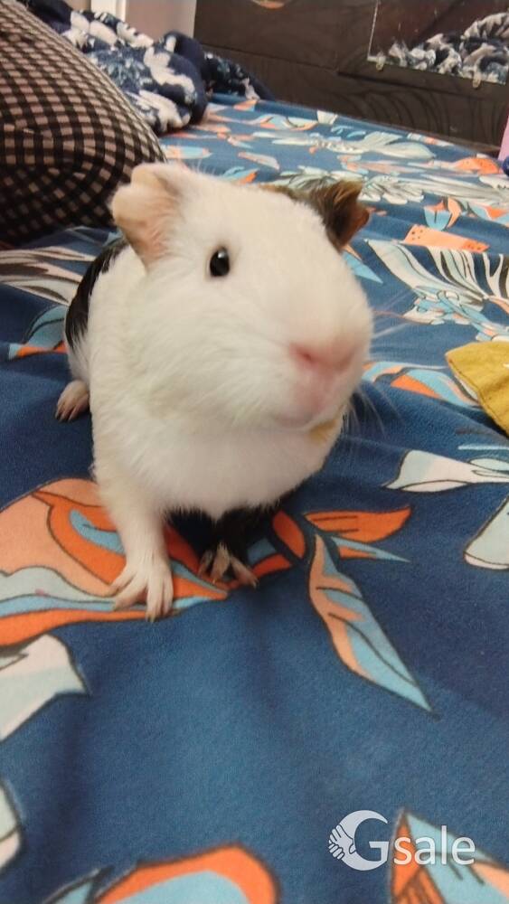 2 Male guniea pig