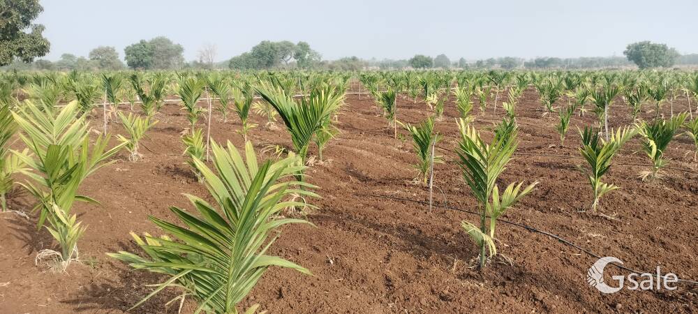 16 acre arecanut farm 