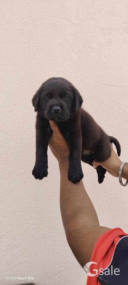 Dog puppies 