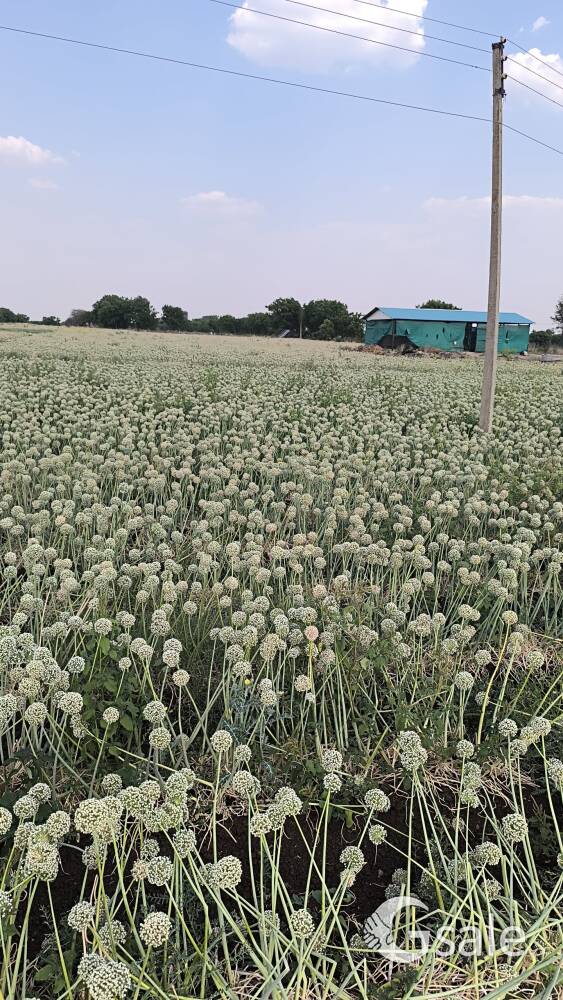 onion seeds