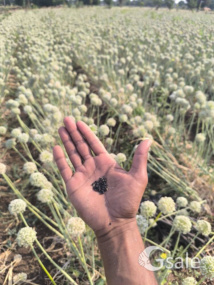 लाल प्याज बीज नासिक चाइना रेड किंग मिलेगा कॉल करो 8459661671