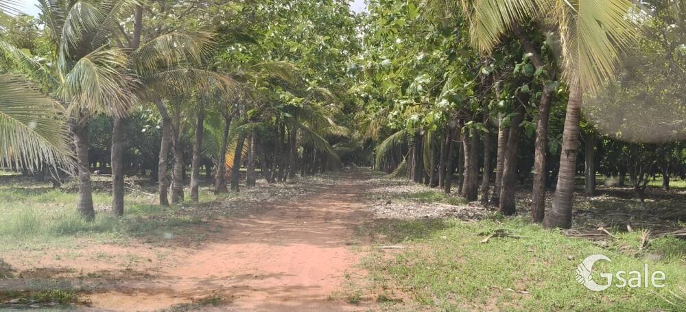 mango thota for sale 