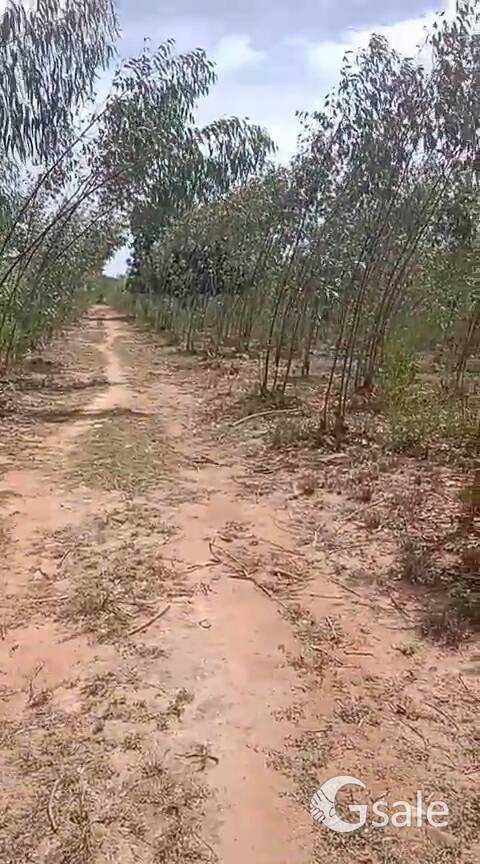 Farmland Ready to sale.