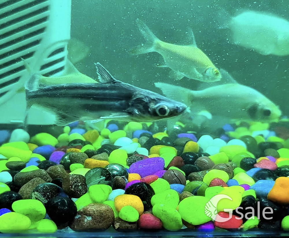 Aquarium With Fishes 