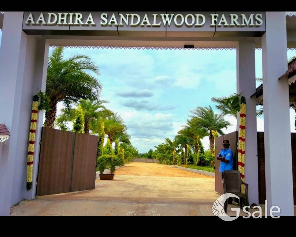 Aadhira Sandalwood Farm 