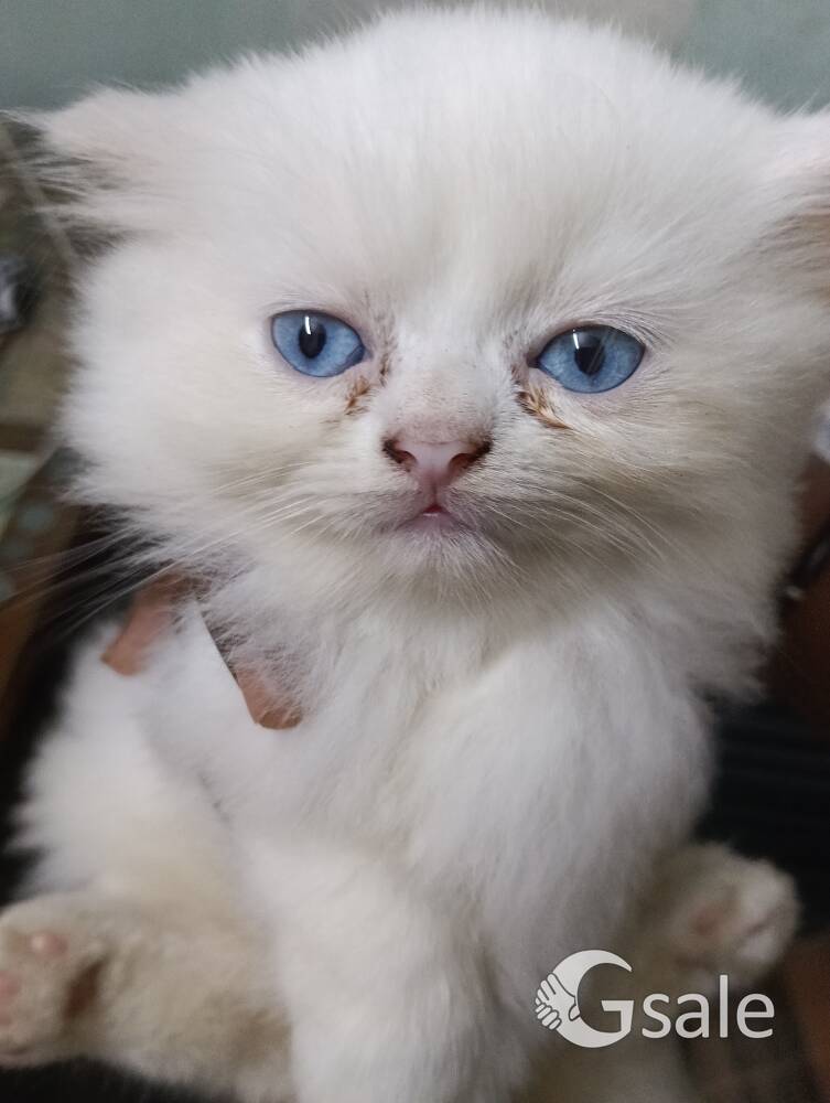 persion cat 