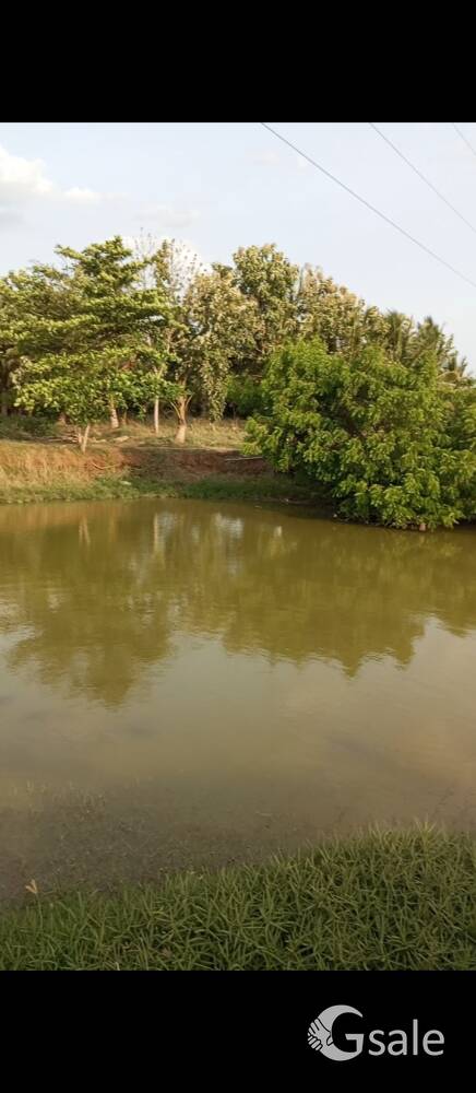 10 acers Grove and Agriculture land for sale in Chettipatti, Near Panjapur to Thanjavur Ring road 