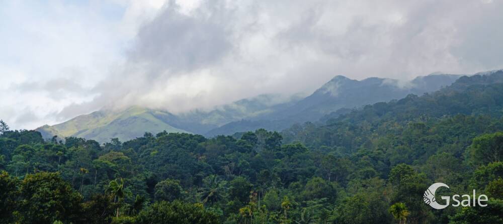 dream wayanad 