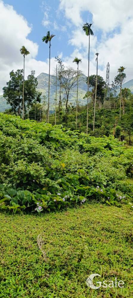 dream wayanad property 