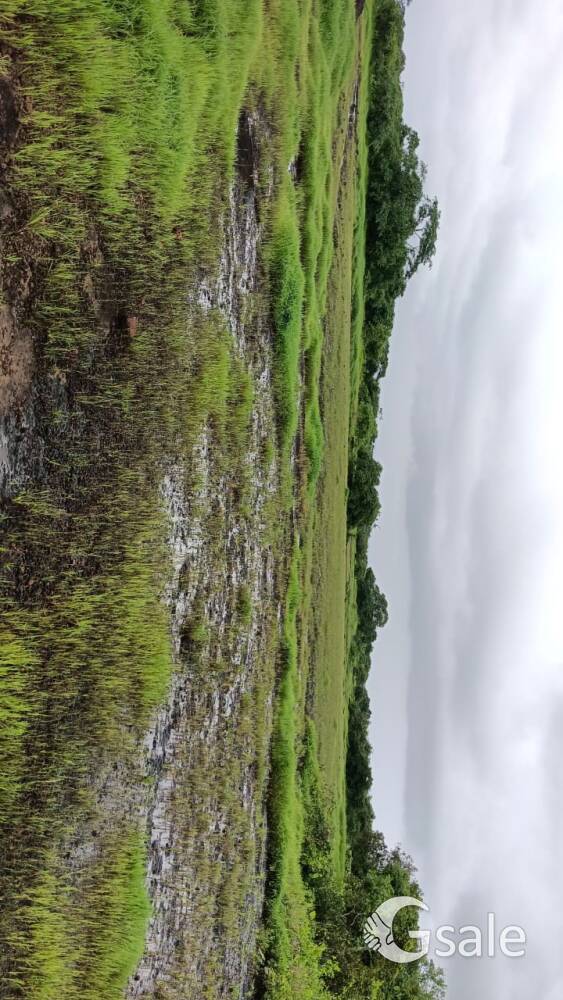 Agricultural land maharashtra konkan 