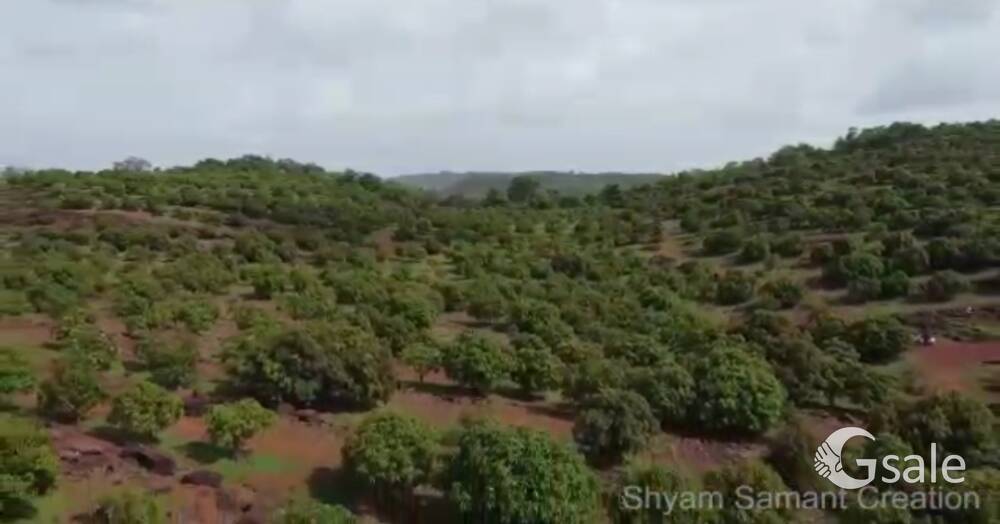 350 ACRES ALPHONSO MANGO FARM + MANGO PULP FACTORY SALE IN DEOGAD SINDHUDURG DISTRICT 