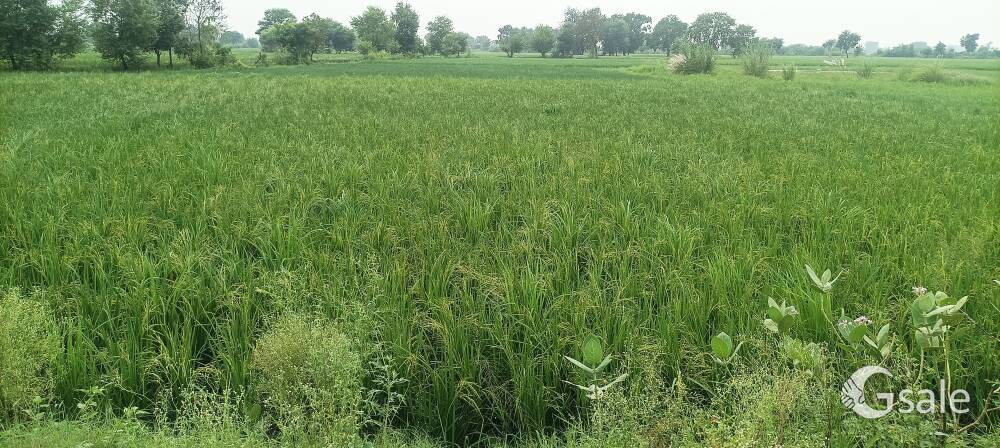 agriculture land for sale 10 bhigha
