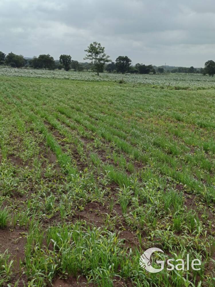 agriculture land 