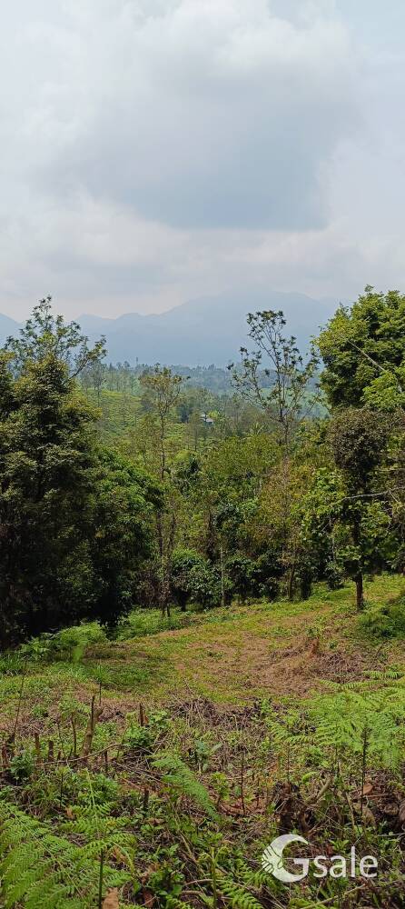 dream wayanad property 
