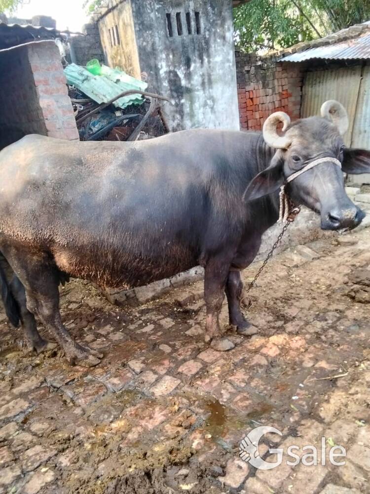 Desi bhaish