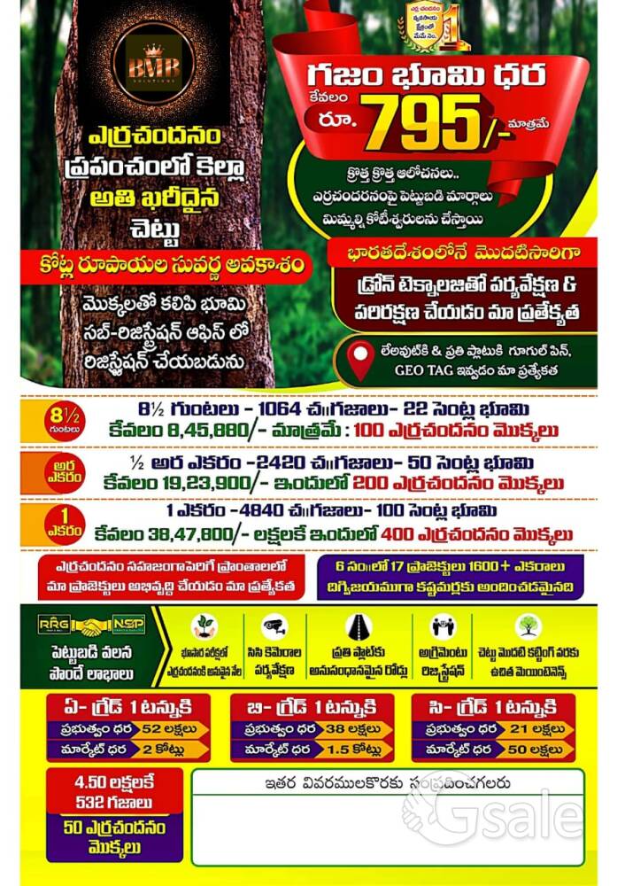 LOW BUDGET HIGH RETURNS ON SANDALWOOD 