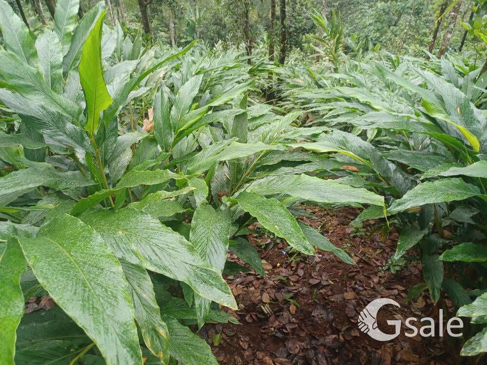 ഇടുക്കി രാജാക്കാട് 