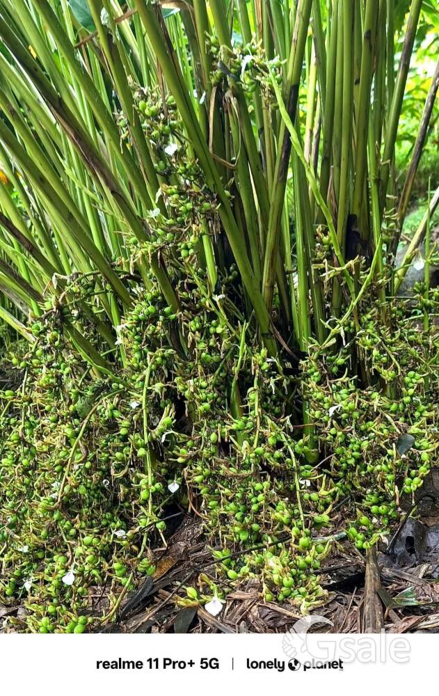 ഇടുക്കി ഉടുമ്പൻചോല 