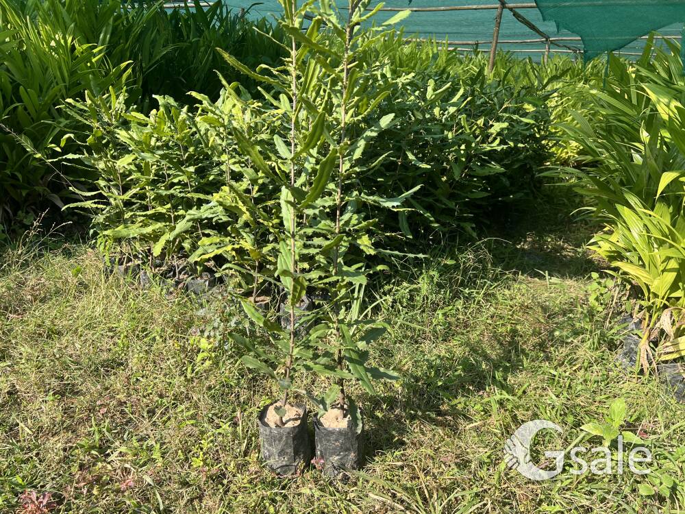 Macadamia Nut plants 