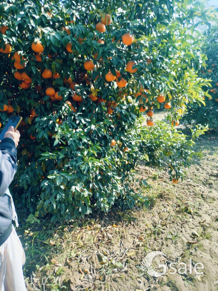 Shri Balaji property group 