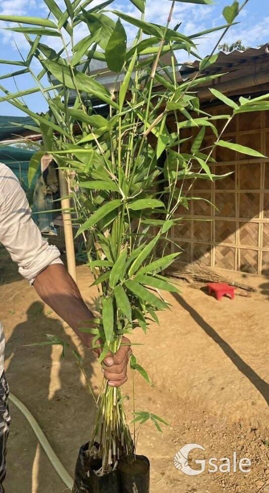 Tulda Bamboo plants 