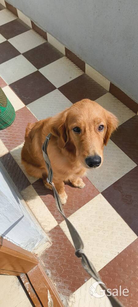 Golden retriever 