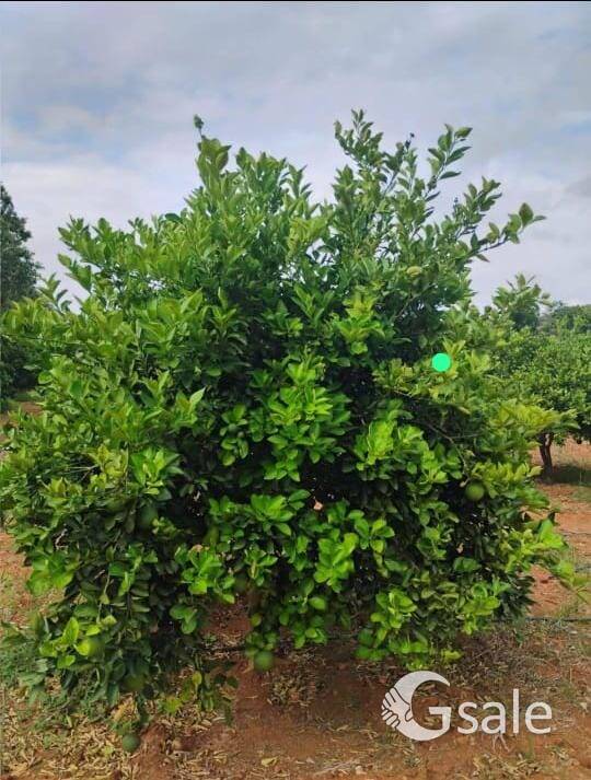 agriculture land available 18 acres patta musambi land available one acres 18 L 