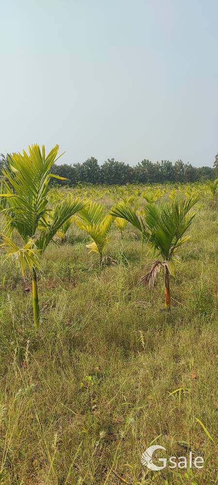 2 Acer 35 lk Acer slightly negotiable 