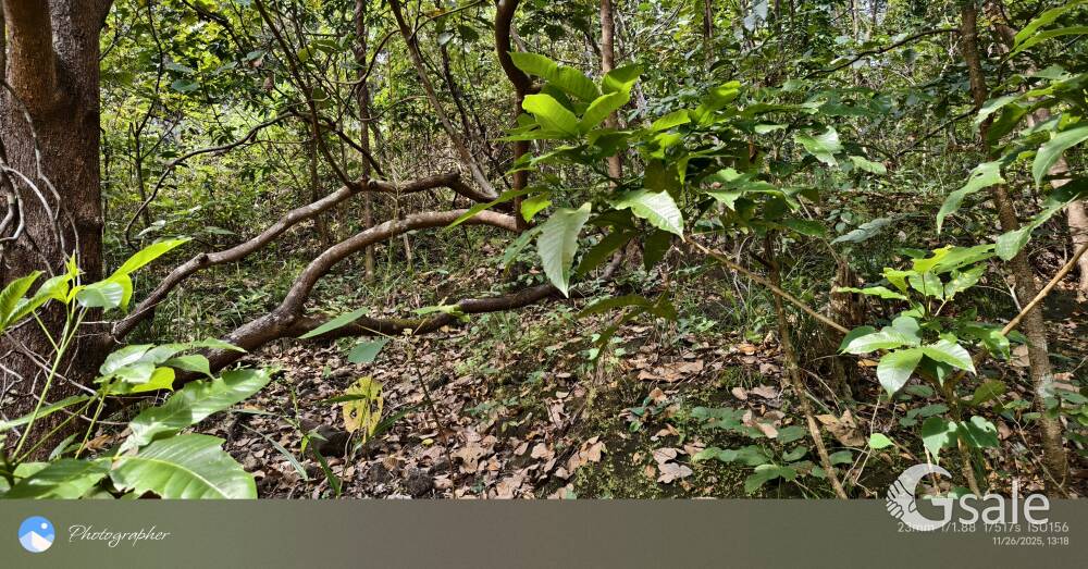 കോഴിക്കോട് ജില്ലാ വയനാട് ബോർഡർ 3 ഏക്കർ സ്ഥലം വിൽപ്പനക്ക് 