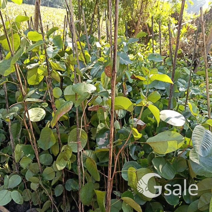 red sandalwood plants 