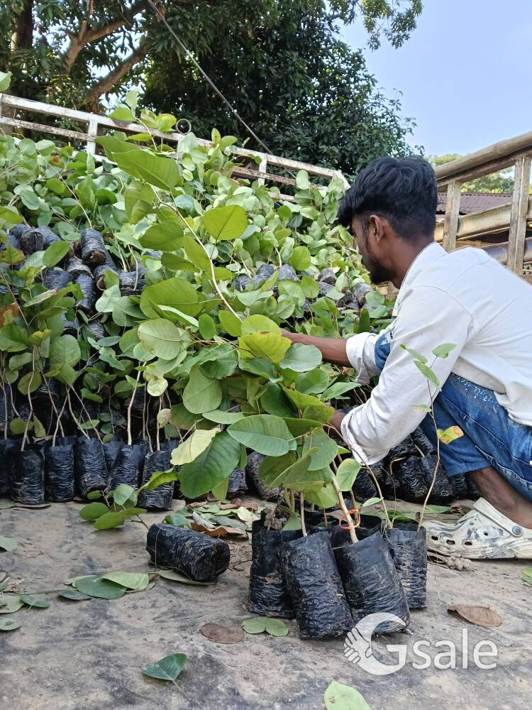 Red sandalwood plants