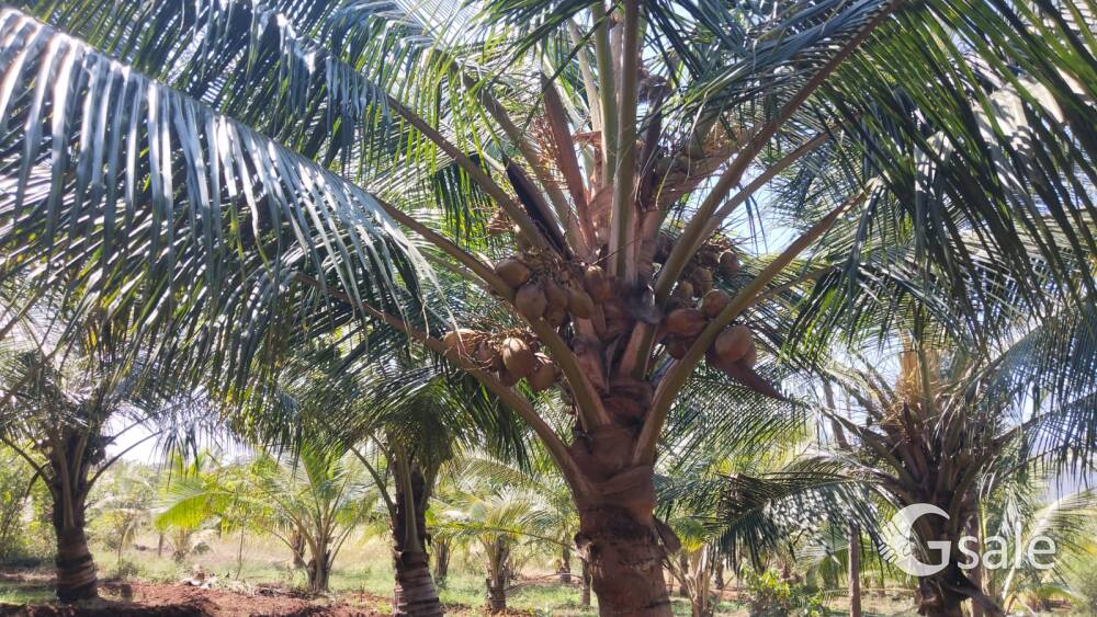3.6 Acre coconut farm for sale near vathalagundu, dindigul district 