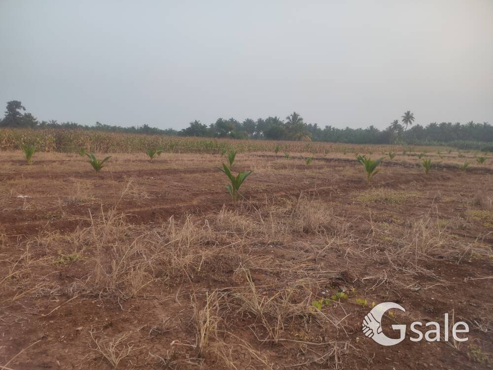 2 Acre agriculture land for sale near kannivadi, dindigul district.