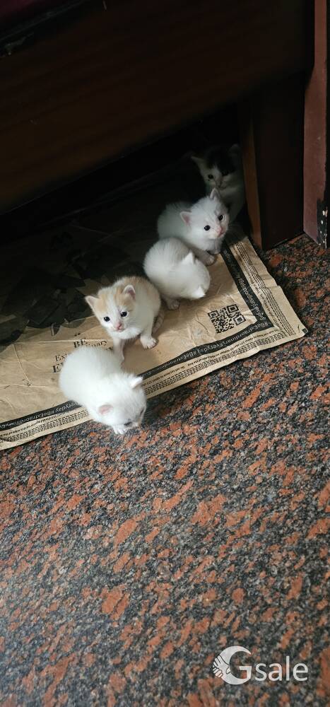 Cats: it is not a breed cats.